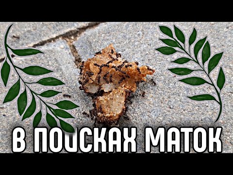 Видео: В ПОИСКАХ МАТОК! | ПОДНЯТИЕ  SOLENOPSIS FUGAX.