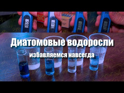 Видео: Диатомовые водоросли в аквариуме - причины возникновения и методы борьбы.