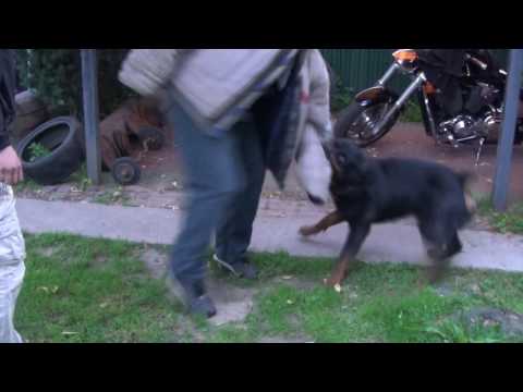 Видео: Работает ротвейлер, приятно смотреть. Охрана.