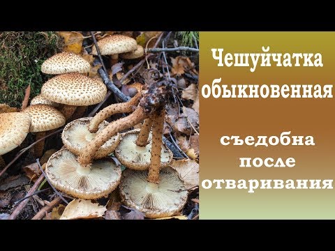 Видео: Чешуйчатка обыкновенная  съедобна после отваривания.