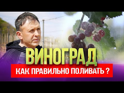 Видео: Как правильно поливать виноград?