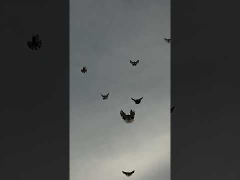 Видео: Пискуны