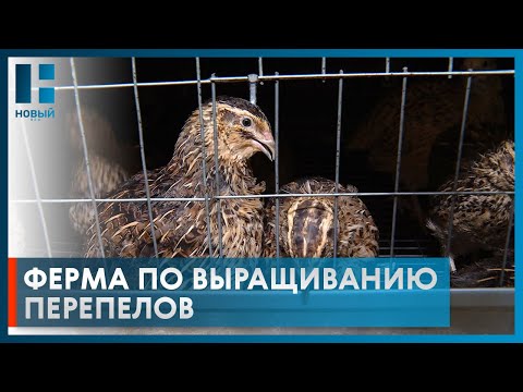 Видео: На ферме в Тамбовской области выращивают 10 тысяч перепелов