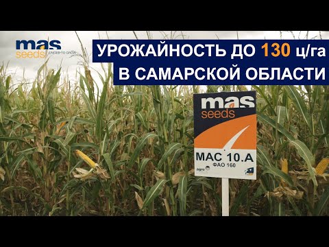 Видео: Универсальный гибрид кукурузы МАС 10.А дает урожайность 130 ц/га!