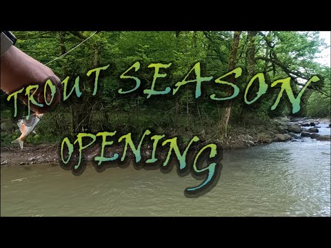 Видео: Открытие форелевого сезона с Daiwa SS Air TW