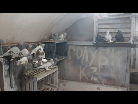 Видео: Голубятня Асха. Глистогоним и обрабатываем Голубятню с Голубями однохлористым йодом.