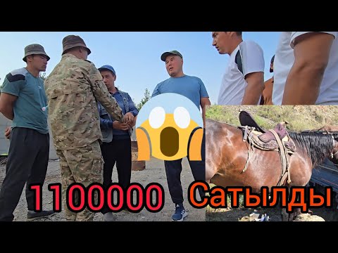 Видео: Бүгүн 12 август 2025  1100000 Ат Сатылды😱 Дайыр аке саты Акыл балбан Алды#атбазар #жылкыбазар 