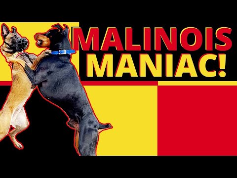 Видео: Самый сложный малинуа на сегодняшний день! Доминантной, упрямой собаке нужна помощь!