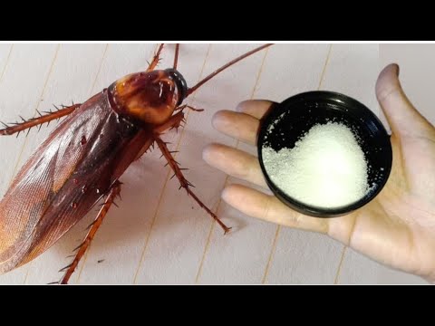 Видео: Увидели 1 ТАРАКАНА СРОЧНО СДЕЛАЙТЕ ЭТО #совет ТАРАКАНОВ НЕТ