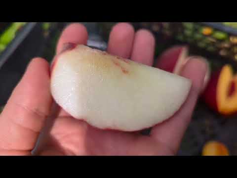 Видео: Геа, Фіделія, Неріне