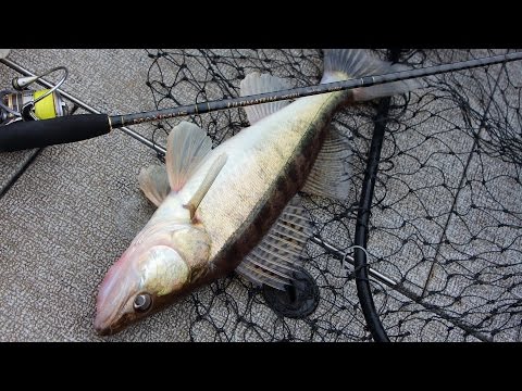 Видео: Ловля судака на джиг с Maximus Ultimatum 21L