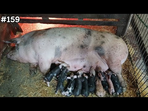 Видео: СВИНАРСТВО - ЦЕ НЕ ПРОСТО РОБОТА, А СПРАВА ЖИТТЯ