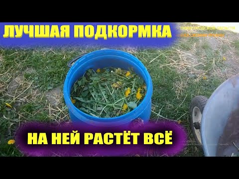 Видео: Травяной настой для подкормки.Зеленое удобрение
