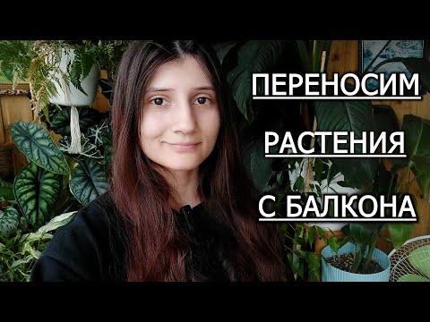 Видео: Переносим растения с балкона. Пока- пока теплые деньки... :(