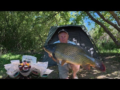 Видео: ДИКА ВОДОЙМА РОЗДАЄ✅КОРОПИ ГНУТЬ ГАЧКИ✅ПРИКОРМКА ПУГАЧА РУЛИТЬ🐬🐬🐬