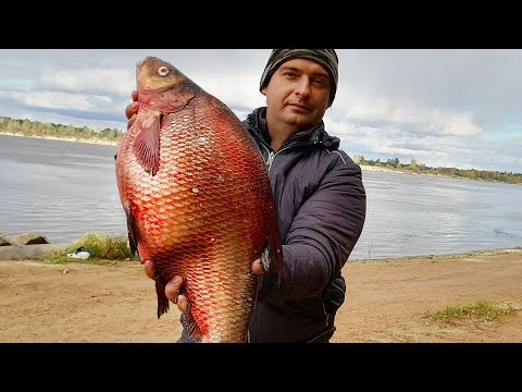 Видео: ВЗЯЛ ЛЕЩА НА МИЛЛИОН! ДОРАБОТАЛ СНАСТИ и ОБМАНУЛ ХИТРОГО, КРУПНОГО ЛЕЩА! Рыбалка на кольцо