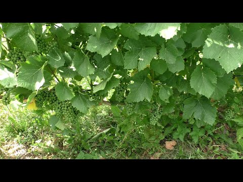 Видео: Осветление гроздей винограда. Удаление листьев в зоне грозди