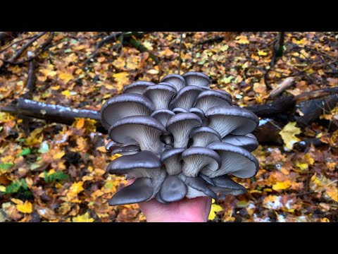 Видео: 10 литров Грибов за 10 минут! Вешенка Устричная пошла! Грибной сбор в конце Ноября.