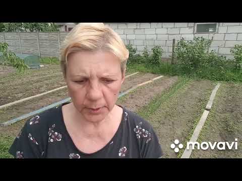 Видео: ЖИВЕМ В ДЕРЕВНЕ/ БЕЛАРУСЬ.Прополола за 5 минут, Как учила меня соседка😁😁😁