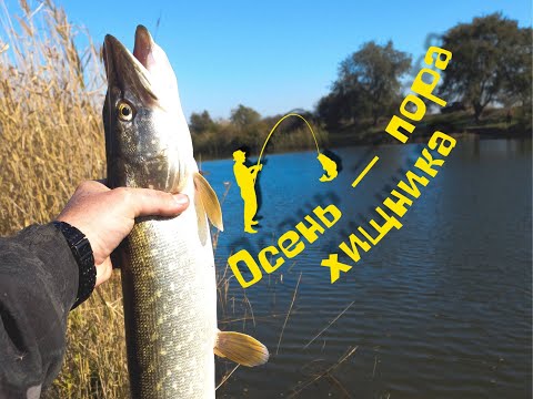 Видео: Микроджиг и тейл-спиннер - уговорят любого хищника