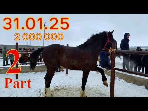 Видео: Айғырлар / Биелер   💢  ШЫМКЕНТ -  💥 Көксәйек /  Мал  - Bazar  💥  31.01.25  💥 2 Бөлім
