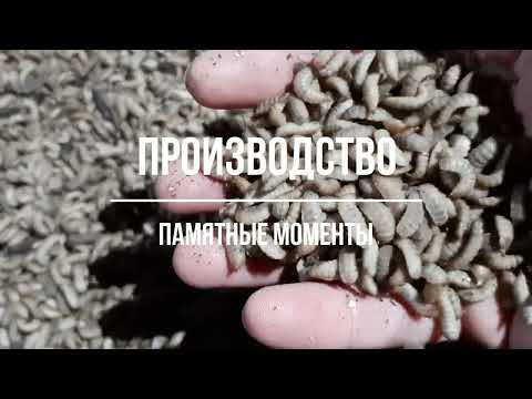 Видео: Процесс организации опытного производства личинки черной львинки и люцилии цезарь. 2019 - 2020 годы.