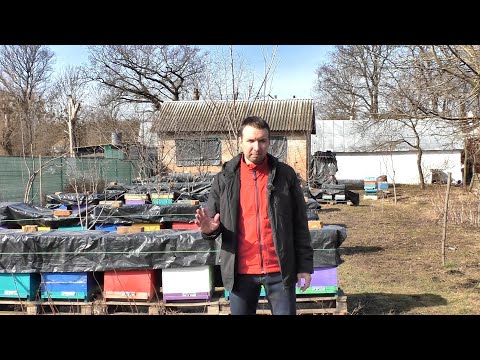 Видео: Чому я не даю білкову підкормку бджолам?