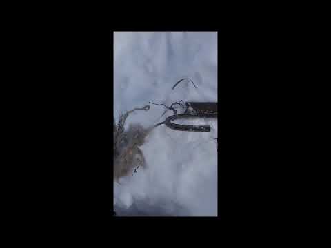 Видео: Бесстрашные волки канибалы