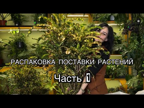 Видео: ОБЗОР распаковки поставки растений из Голландии (9.11.2025)🌱ЧАСТЬ 1
