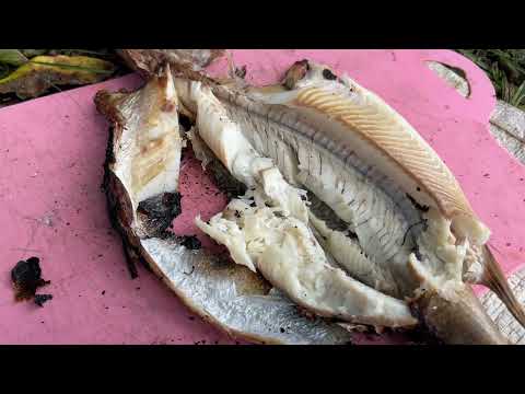 Видео: Плотина, палатка, щука запечённая над углями.