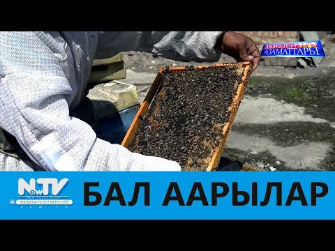 Видео: БАЛ ААРЫЛАР\\АЗЫРКЫНЫН АЗАМАТТАРЫ