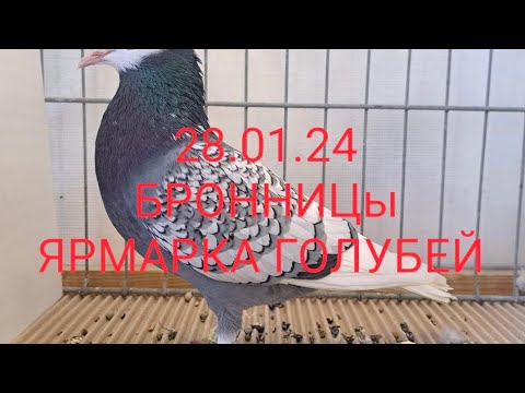 Видео: 28.01.24 ЯРМАРКА ГОЛУБЕЙ. БРОННИЦЫ. Часть 2