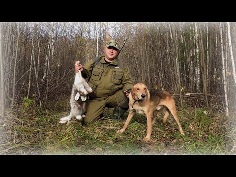 Видео: Эх, вот это нам сегодня повезло!!! Такая охота на зайца с гончими это большая редкость!