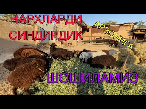 Видео: КАРШИДАН КУЧКОР КУЙЛАР! QARSHIDAN QUCHQOR QUYLAR! АРЗОН КУЧКОР КУЙЛАР! ARZON QUCHQOR QUYLAR!