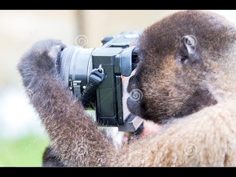 Видео: Обзор портфолио Авито фотографов.