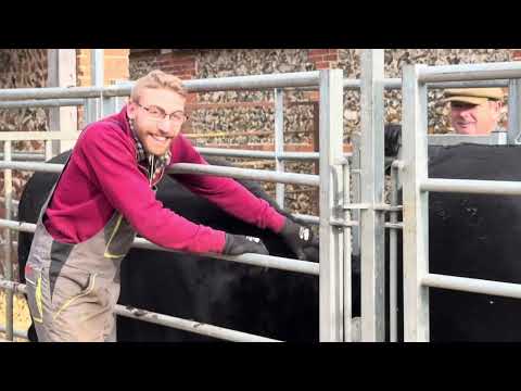 Видео: День большой коровы, часть 1. Коровы породы абердин-ангус спрыгивают с хвостовой доски на высокой...