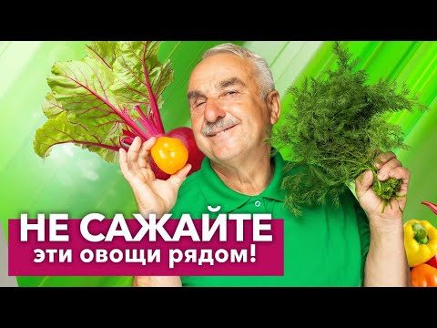 Видео: ЗРЯ ИХ ПОСАДИЛИ РЯДОМ! Какие растения не терпят близкого соседства
