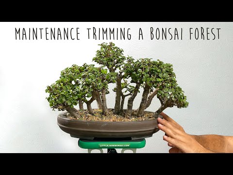 Видео: Масштабная обрезка разросшегося леса карликовых бонсай из жадеита. - Little Jade Bonsai