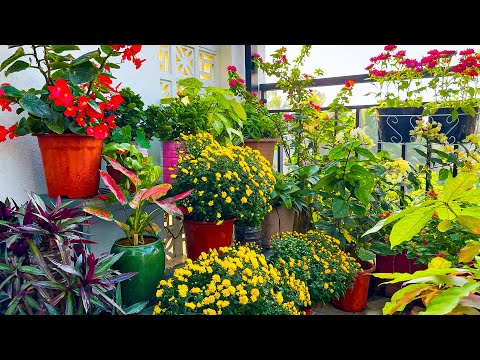 Видео: Просто и легко: вот как сделать красочный сад на балконе