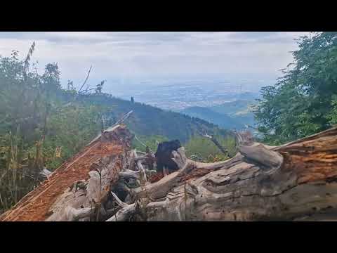 Видео: Кок-Жайляу