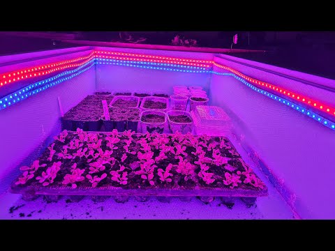 Видео: Просто сделайте инкубатор со светодиодной подсветкой — семена обязательно прорастут!