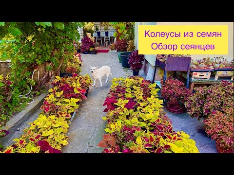 Видео: Колеусы из семян. Отбираю лучшие сеянцы.