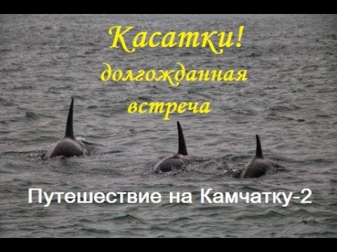 Видео: Путешествие на Камчатку-2. КАСАТКИ и прогулка на яхте по океану.