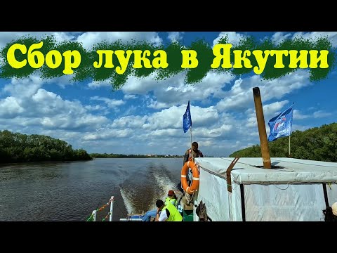 Видео: На острова с Нюргуном. Благотворительная деятельность. Сбор лука