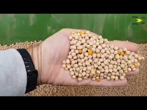 Видео: Сеем горох и сразу проблемы