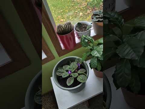 Видео: Аудио. Сказки с Кисей и Басей. "Лесные хоромы"