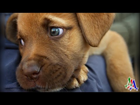 Видео: АЛЬМА 2. После смерти мамы щенок потерял интерес к жизни - он днями лежал на могиле и жалобно скулил