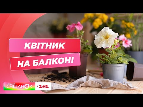 Видео: Ідеальні квіти для балкону: як правильно підібрати рослини для дому – Катерина Чорноус