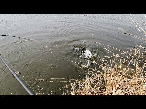 Видео: неожиданный монстр на ультралайт.ловля щуки, толстолобика на спиннинг
