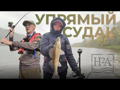 Видео: Упрямый судак